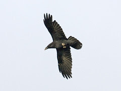 Raven