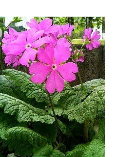 サクラソウ 桜草