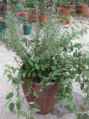 ローズマリーとハニーサックルの寄せ植え おもちゃ箱の片隅で 楽天ブログ