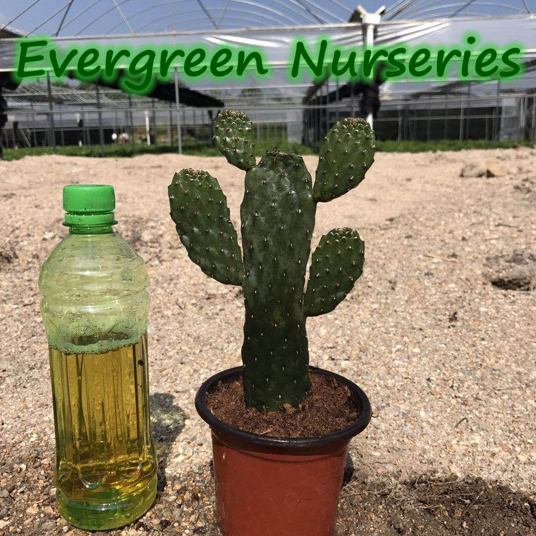 Opuntia rubescens cactus, View opuntia, Product Details ...