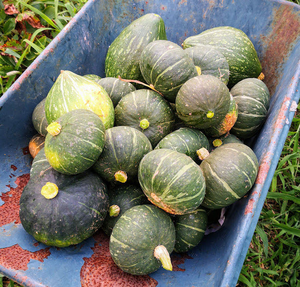 かぼちゃの収穫 定年後 田舎作って コメ野菜