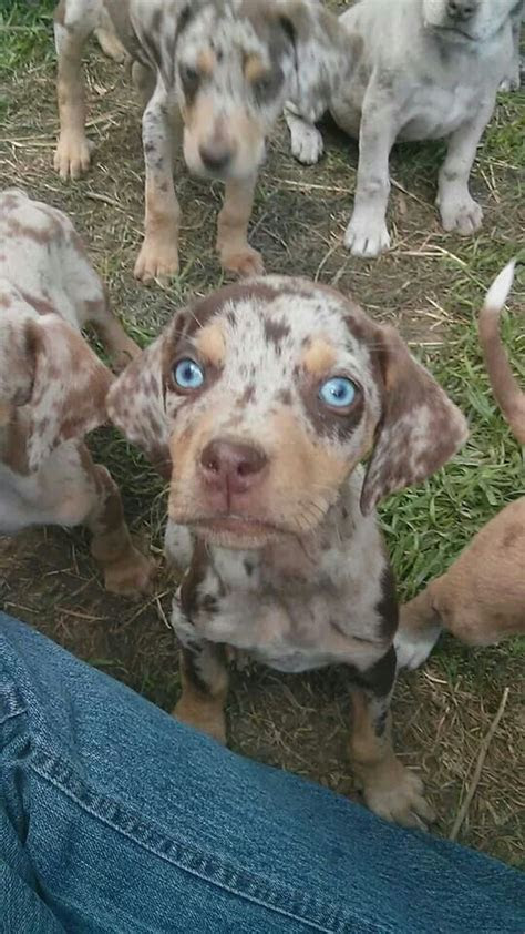  639 best images about catahoulas love on pinterest best dogs red