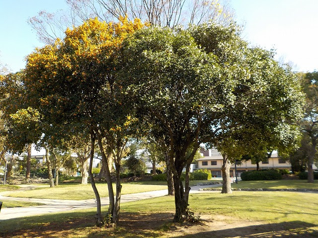 金木犀と銀木犀 写真館 新着情報 佐賀城公園 ようこそ 水と緑の公園へ