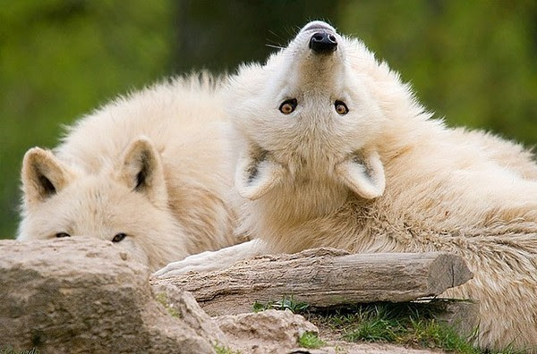 Loup Blanc