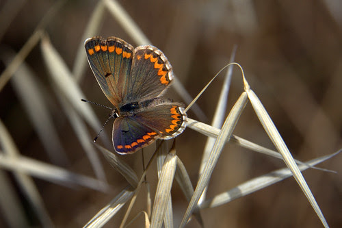 mariposa 2