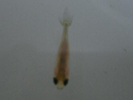 金魚 桜錦の繁殖に挑戦 １ヶ月 ２ヶ月経過編