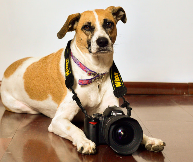 カメラ嫌いのワンちゃんを上手に撮る方法をご紹介 犬の総合情報サイト ペットスマイルニュースforワンちゃん