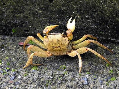 アカテガニの飼育の餌について 何を与えたら良い カニlab