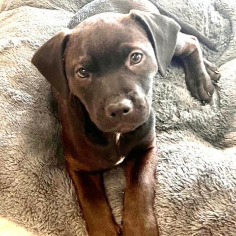 Dog Adoption Staten Island / We never discriminate on the basis of …