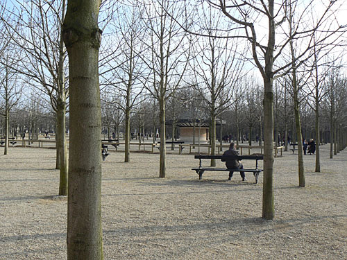 arbres sans feuilles.jpg