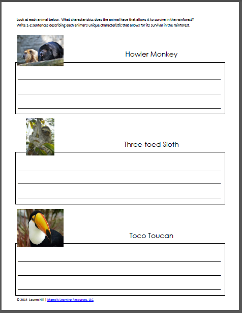 NEW 490 FIRST GRADE RAINFOREST WORKSHEETS | firstgrade worksheet
