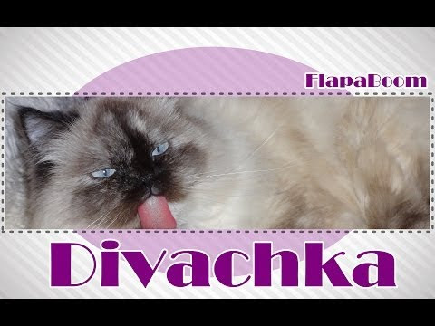 (без заглавие)