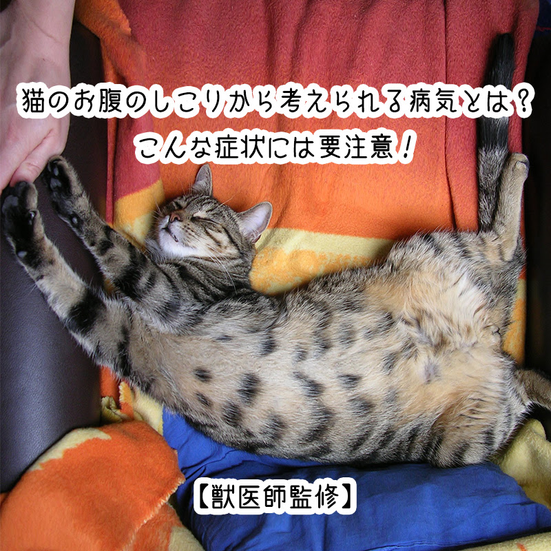 猫がお腹を見せる本当の理由５つ お腹を撫でる時はここに注意