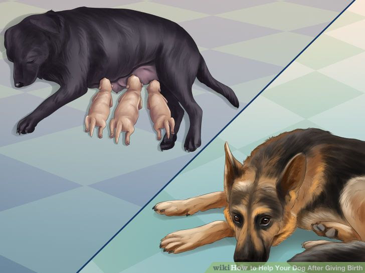 Help Your Dog After Giving Birth Step 12 Version 3.jpg