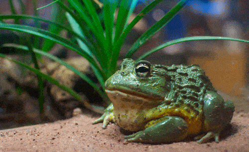 anfibios