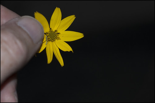 Coreopsis Blossom with Worm