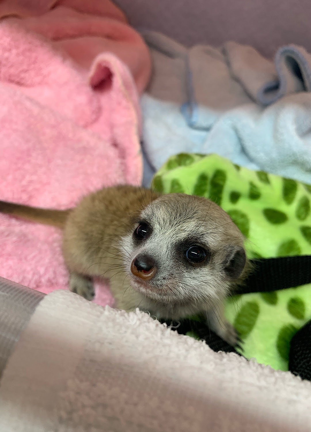 小動物販売 ふくろうカフェ 販売 ふく屋