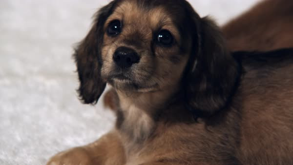 Close Up Long Haired Dachshund Puppy Stock Footage