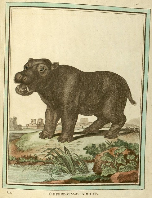 Hippopotamus