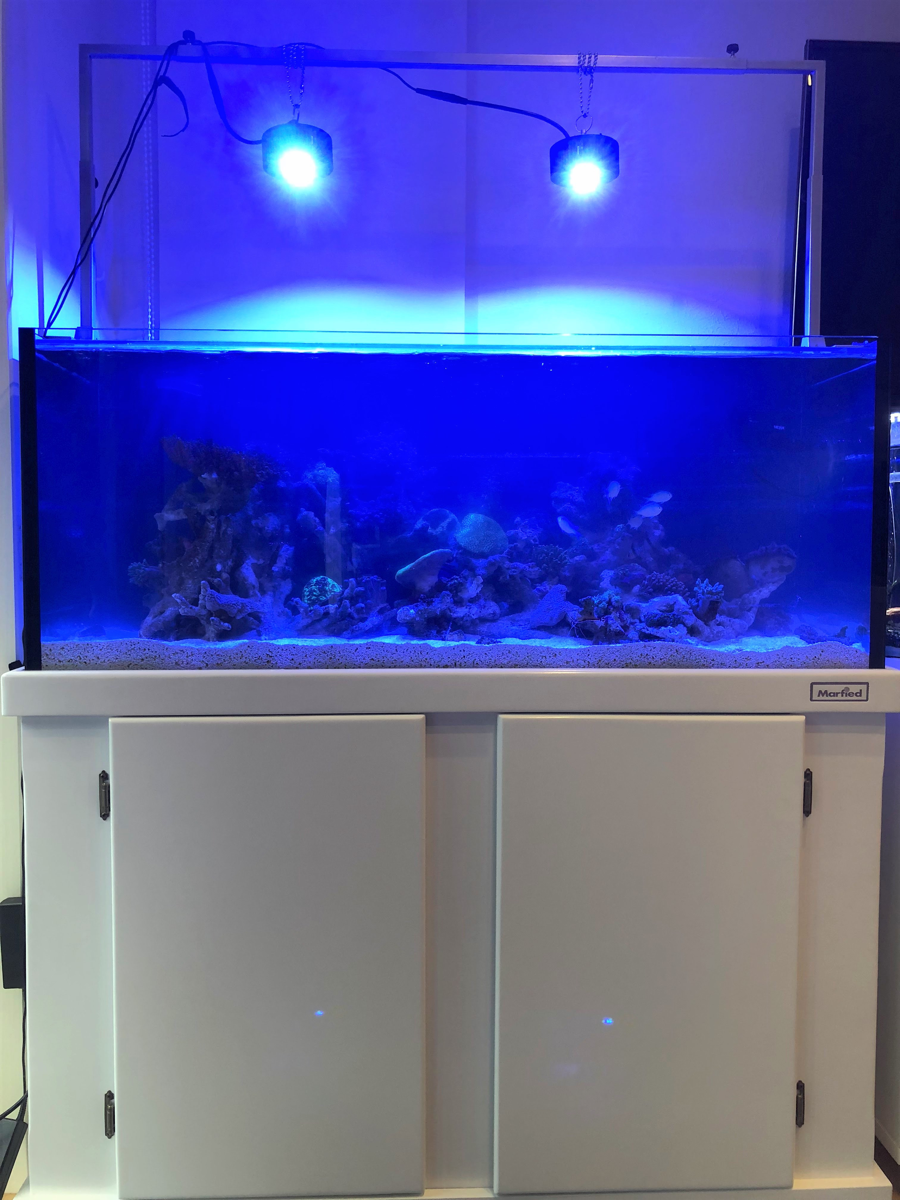 オーバーフロー10水槽設置 海水魚 サンゴ仕様 栃木 宇都宮 アクアリウムショップ おさかなや メダカ 水草 熱帯魚 海水魚 サンゴ 淡水魚 エビ 水槽メンテナンス 水槽設置 メダカ掬い 生体引取り 生体買取 機材引取り 機材買取