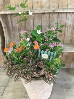 姫路で切り花 鉢花 花苗 観葉植物をご購入なら 姫路市 書写山の麓にあるガーデニングショップの花もん屋 7月寄せ植え講習