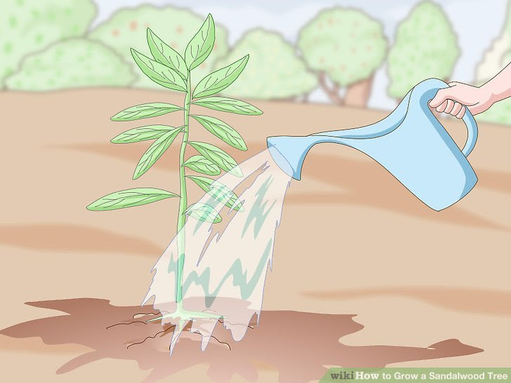 Grow a Sandalwood Tree Step 12.jpg