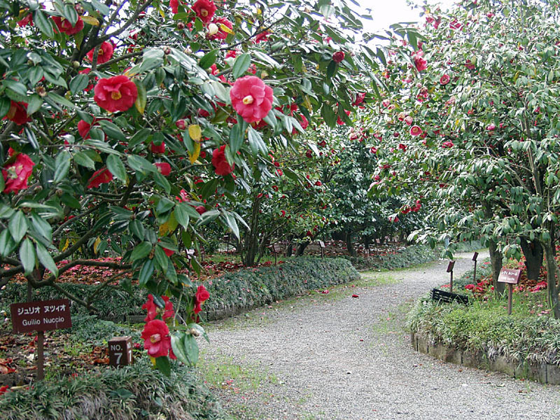 宮崎県宮崎市子供の国ツバキ園には ５００種類５０００本の椿が植えられている