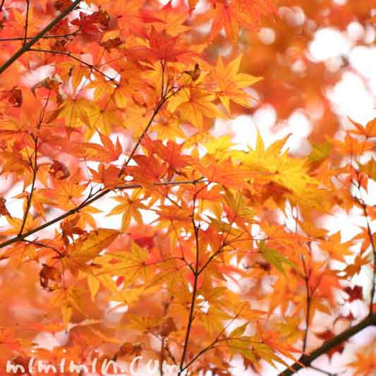 モミジの花言葉 名前の由来 紅葉したモミジの写真 みみみんブログ