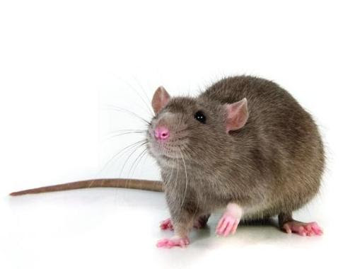 Ratas de La Parada