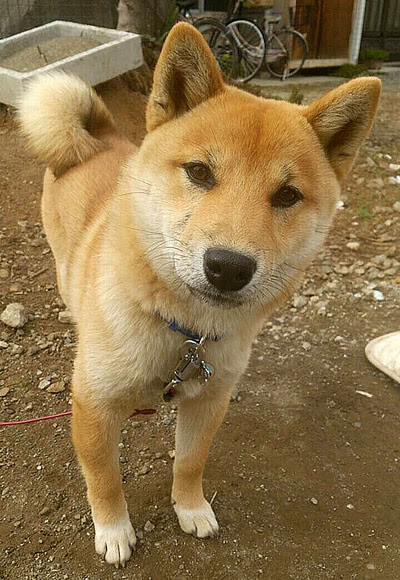 かわいい花の迷子札に大きいサイズ 花 大 が新登場 柴犬 甲斐犬等の中大型犬におすすめです 迷子札shop Gin Mai工房 ぎんまい 店長のぎんいろ日記