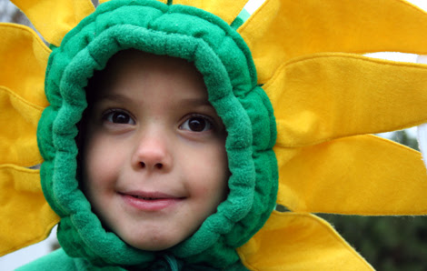 sunflower