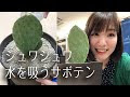 ノパルサボテン 425301-ノパルサボテン サプリ