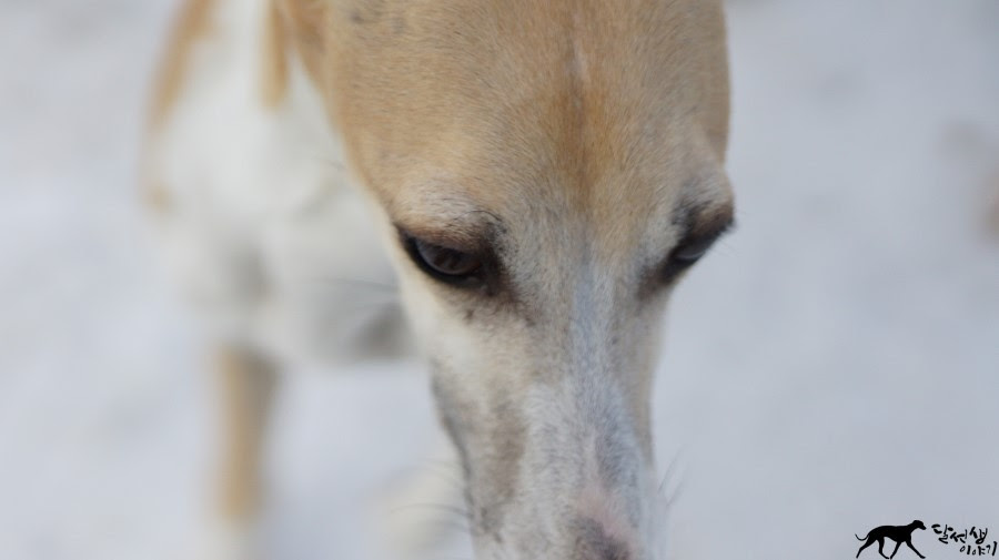 whippet 자전거 가격