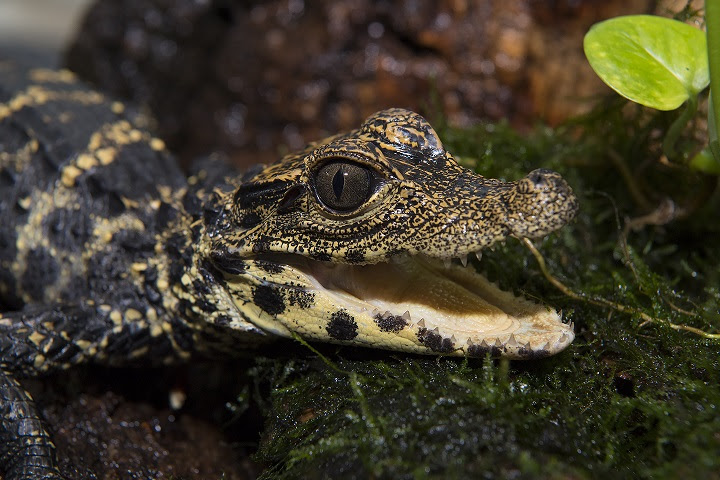 baby alligator for sale uk