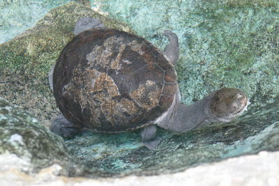 はちゅうるい館の仲間たち 11 ２種のナガクビガメ 飼育係のasazooブログ 動物紹介 安佐動物公園 Asazoo