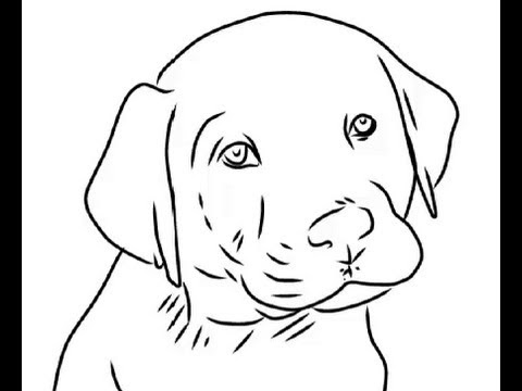 How to Draw Cute labrador puppy - Easy Drawings - YouTube