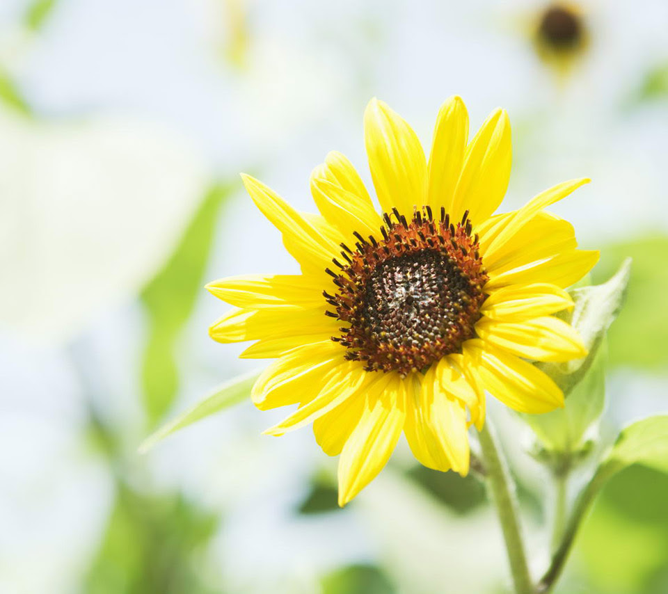壁紙 ヒマワリのスマホ壁紙960x854 Sunflower 007 Jpg 壁紙box