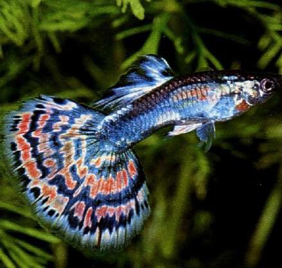 Red cobra guppy