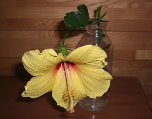 ハイビスカス水挿しが開花 おやじの日記