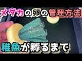 【ベストコレクション】 メダカ 卵 販売 通販 285153