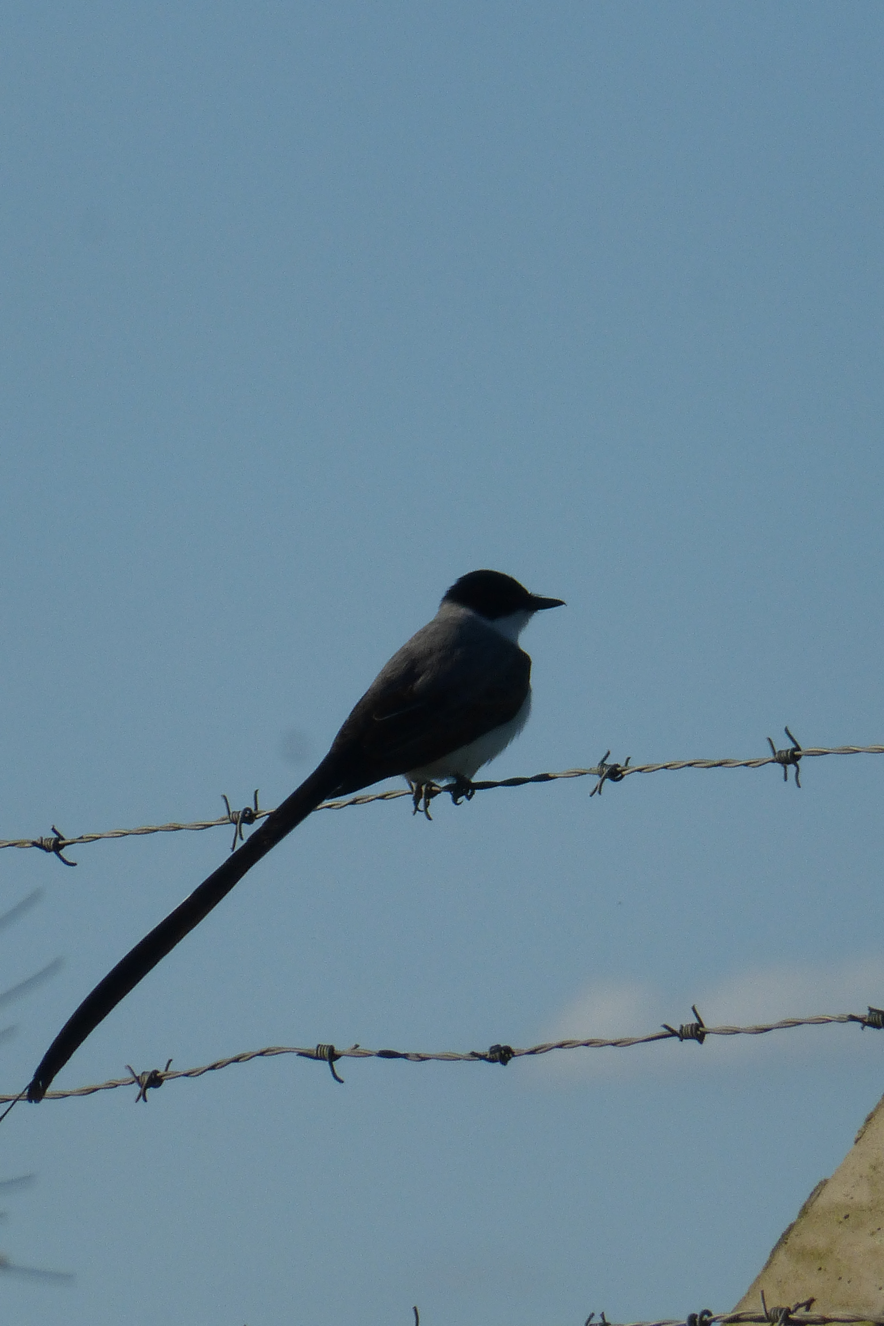 Le Hit Parade Des Oiseaux Les 3 Rigolos Ma Vie En Argentine