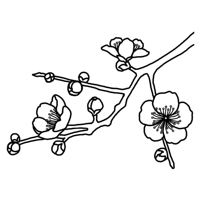 ウメ 梅 白黒 茨城県の木 都道府県の木 花 鳥イラスト素材