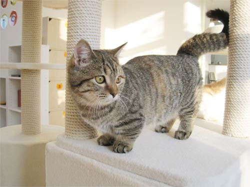 猫カフェ Nyaon 猫茶 Com
