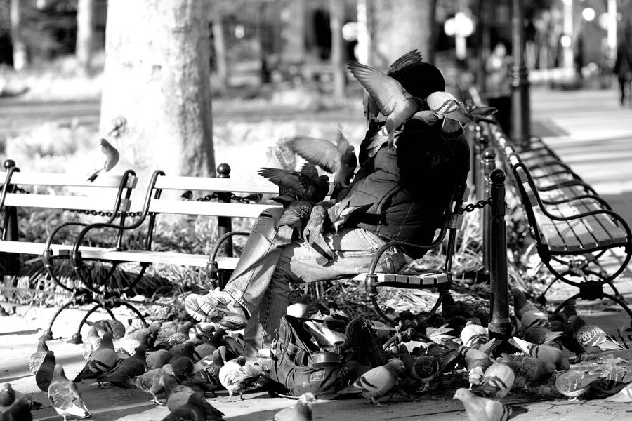 PIGEON WHISPERER-2