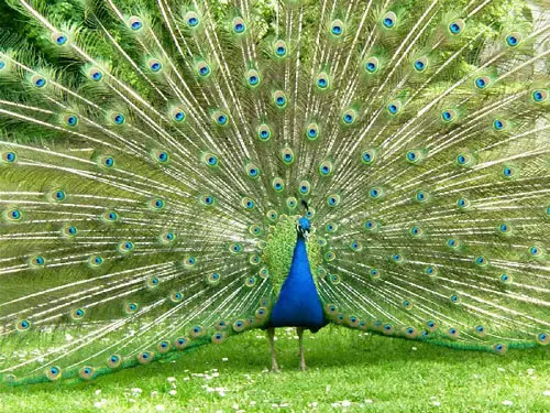 http://www.itsnature.org/wp-content/uploads/2008/02/peacock-baby.jpg