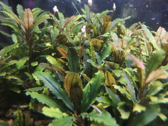 ブセファランドラの育て方 Roots Web Site 水草 水辺の植物 ジャングルの植物の販売 通販