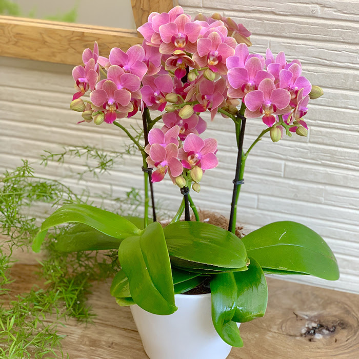 花日記を更新しました 胡蝶蘭の花言葉 Hana Marche ハナマルシェ