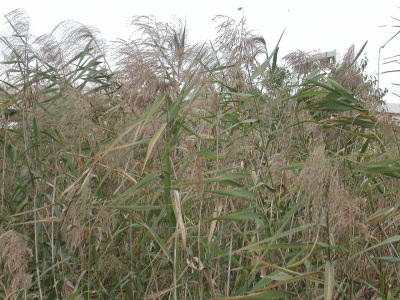 荒川植物図鑑 イネ科