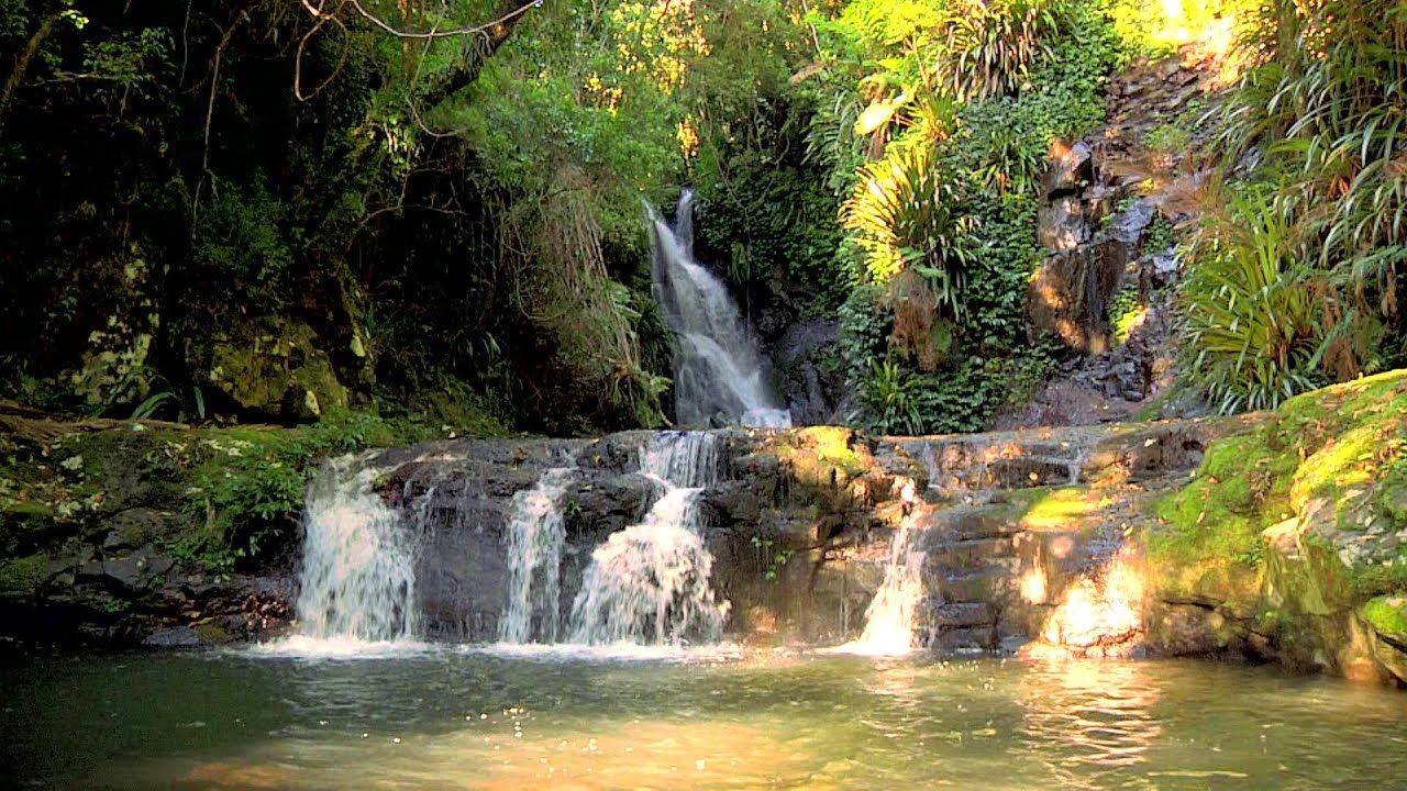 Rainforest Relaxation Video 3 Hours in HD YouTube Rainforest Relaxation Video 3 Hours in HD YouTube