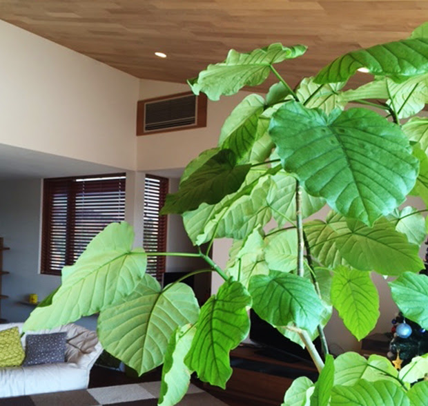 ウンベラータ ヤシを風水活用 観葉植物と風水果実アートはアップさせたい運気に応じた選択で願いを叶える 気の力 を強化 開運のスピリチュアルフルーツ